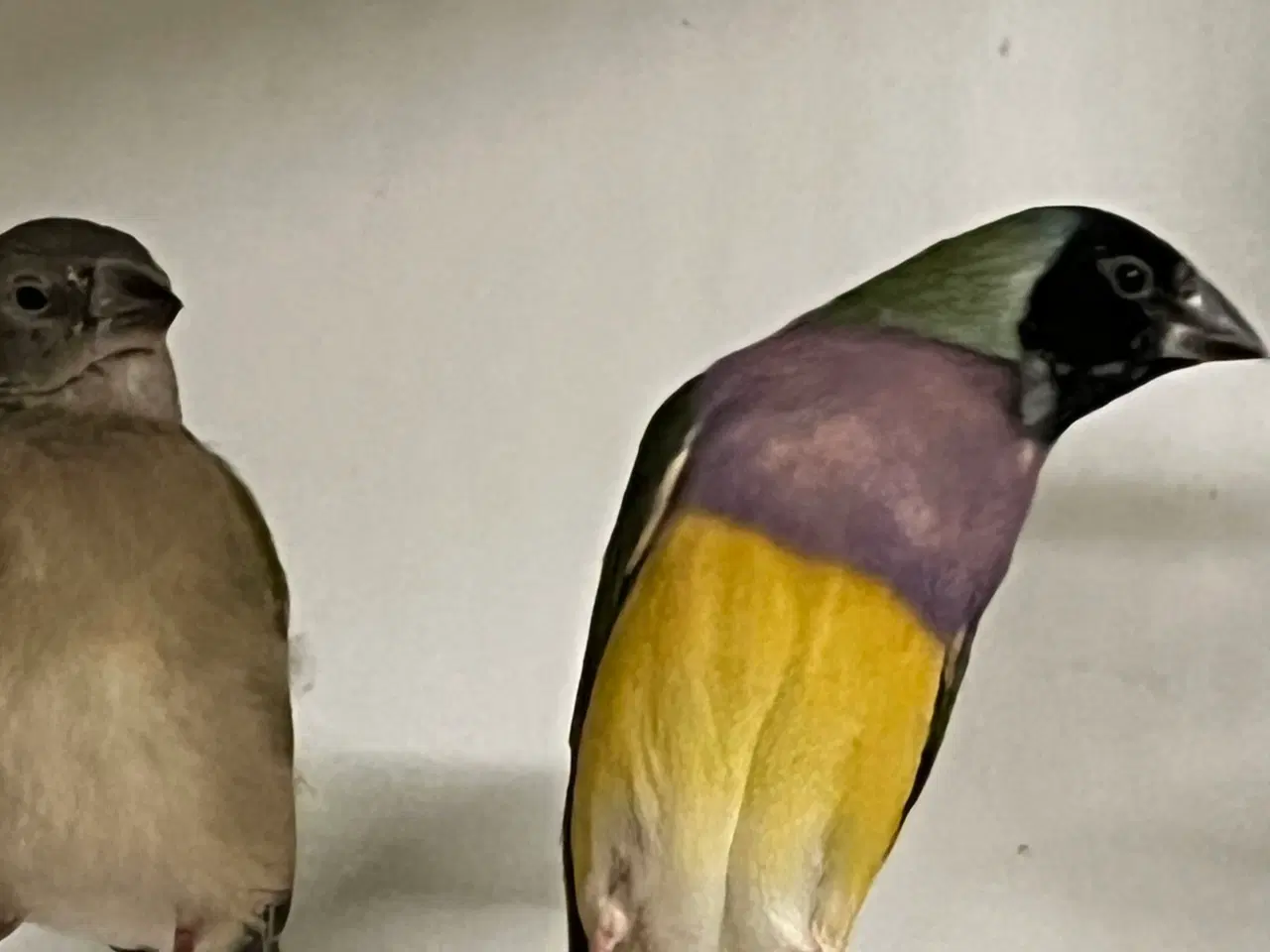 Billede 3 - Gouldamadine par sælges