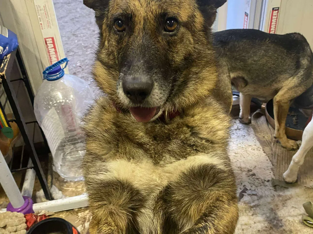 Billede 9 - Uadskilleligt makkerpar søger hjem sammen 🩷