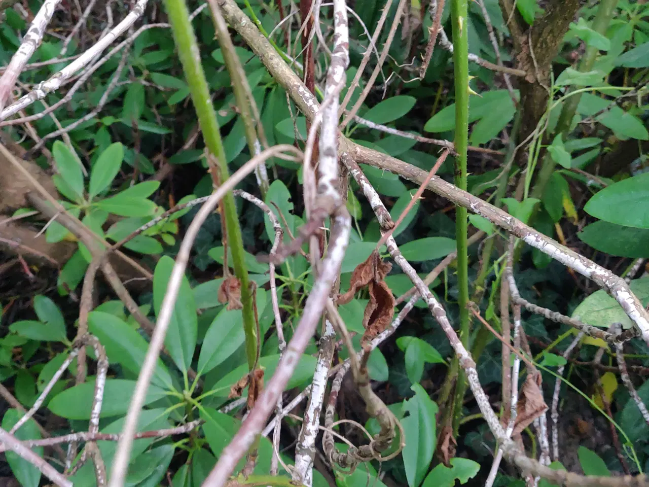 Billede 8 - Gigantisk rododendron