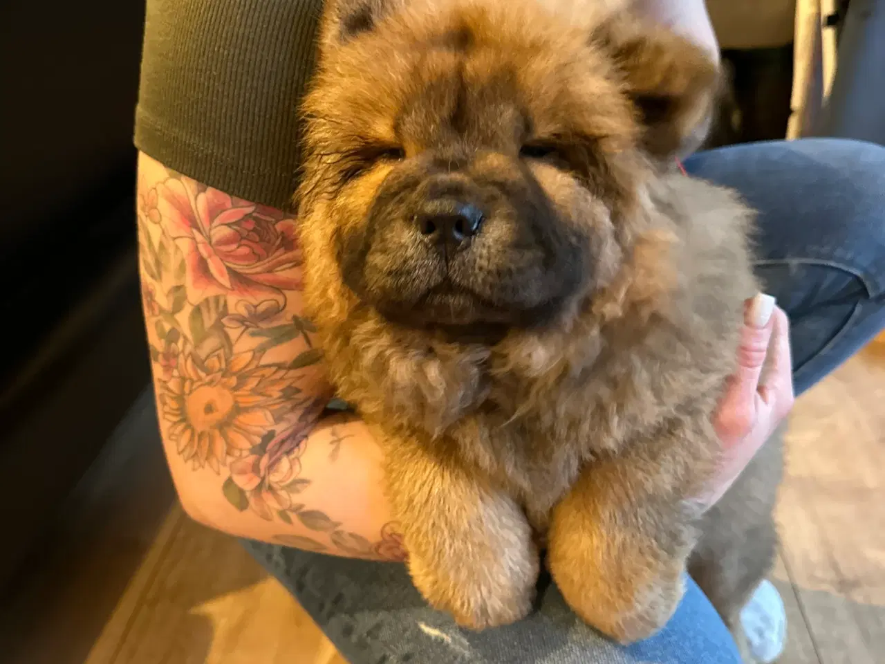 Billede 4 - Chow chow Hvalpe pige