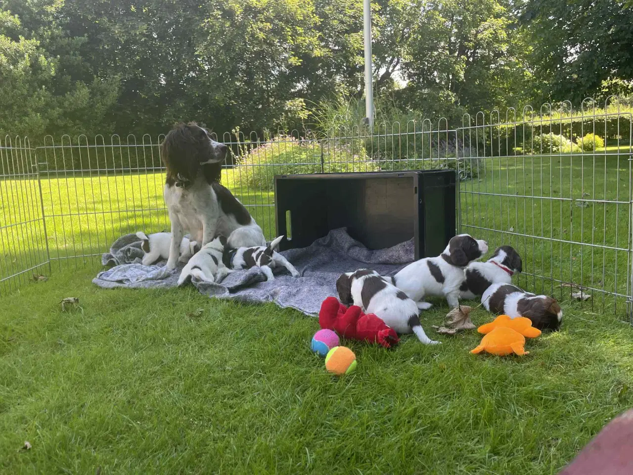 Billede 4 - FT Springer Spaniel hvalpe 