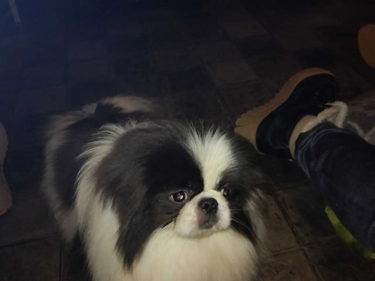 Billede 1 - Blå og hvid pekingeser han sælges