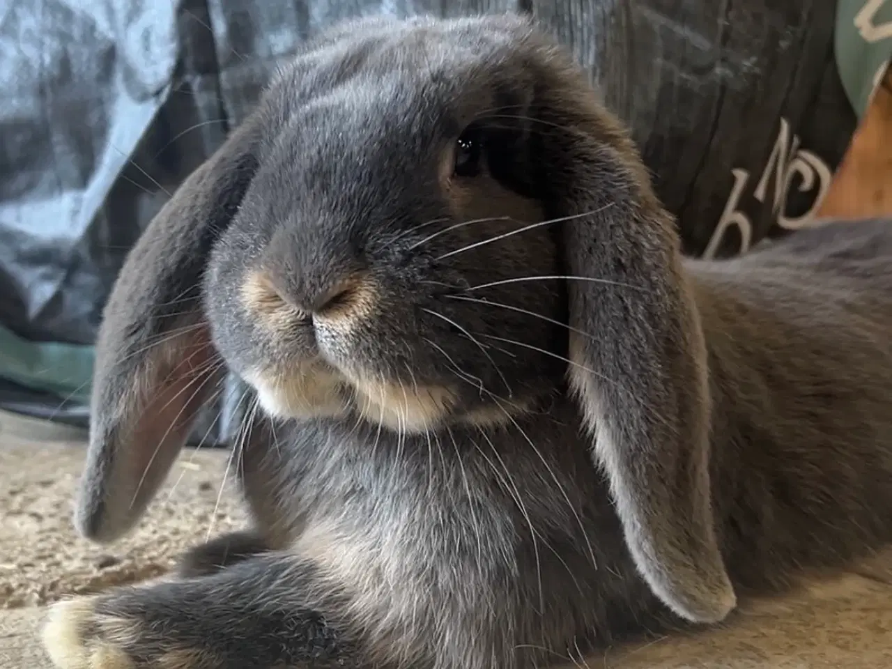 Billede 3 - Tamme franske vædder uger i farven blå og blå otte