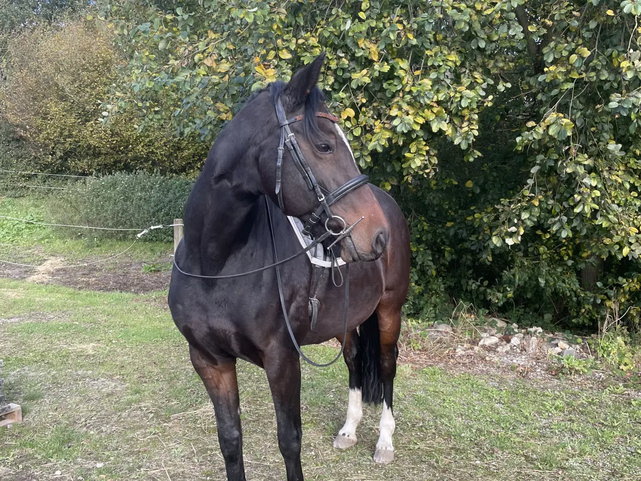 Billede 2 - Hoppe til ridning og jordarbejde