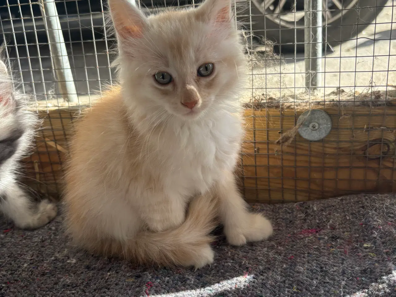 Billede 3 - Maine Coon killinger 