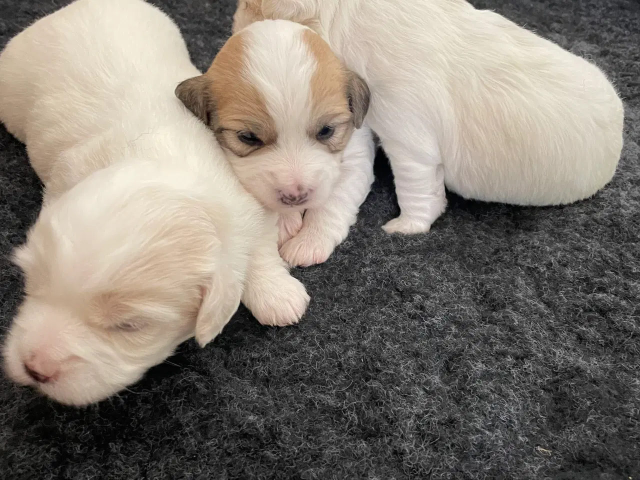 Billede 10 - 3 dejlige coton de tulear hvalpe søger nye familie