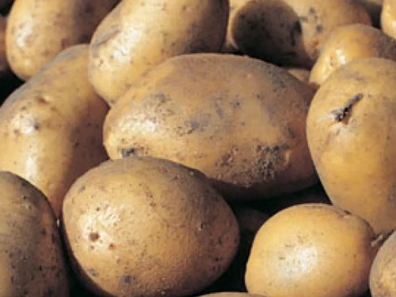 Billede 1 - Lægge kartofler sælges