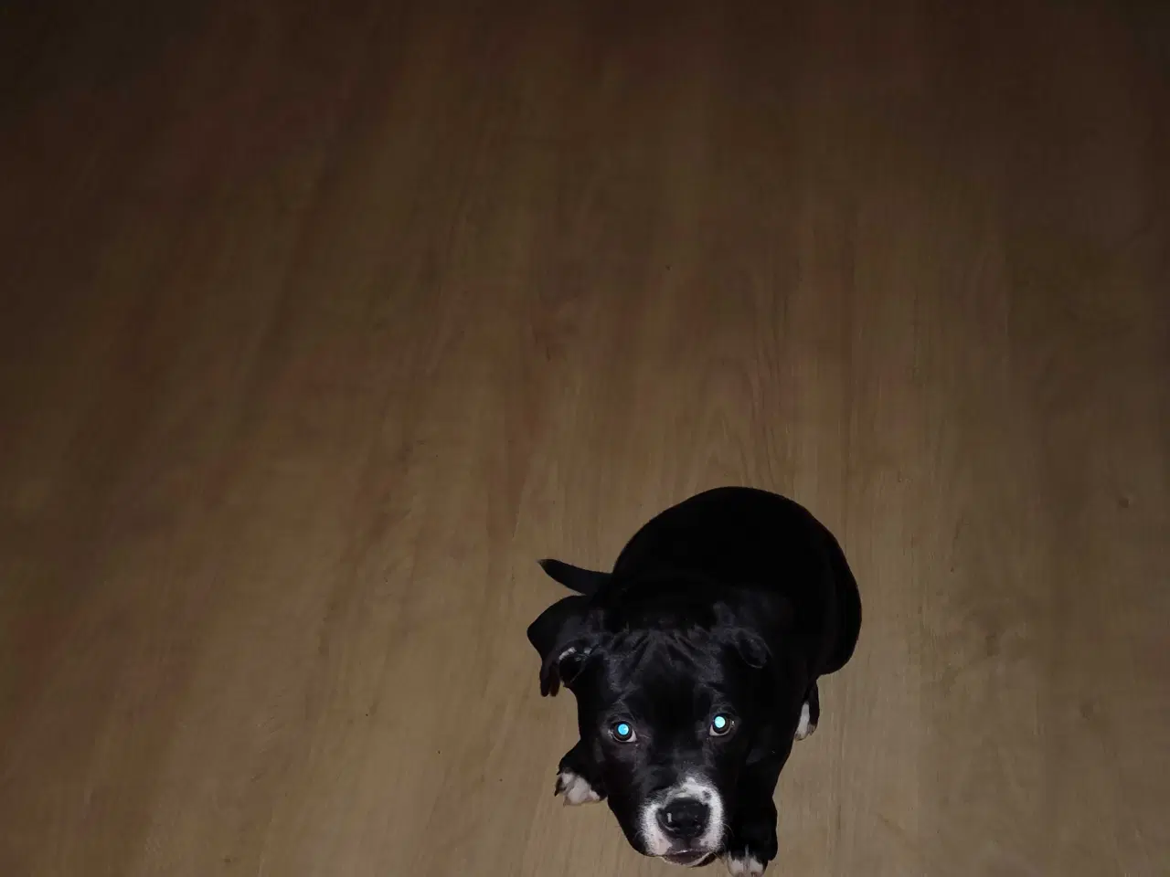 Billede 2 - Skøn tæve på 14 uger 