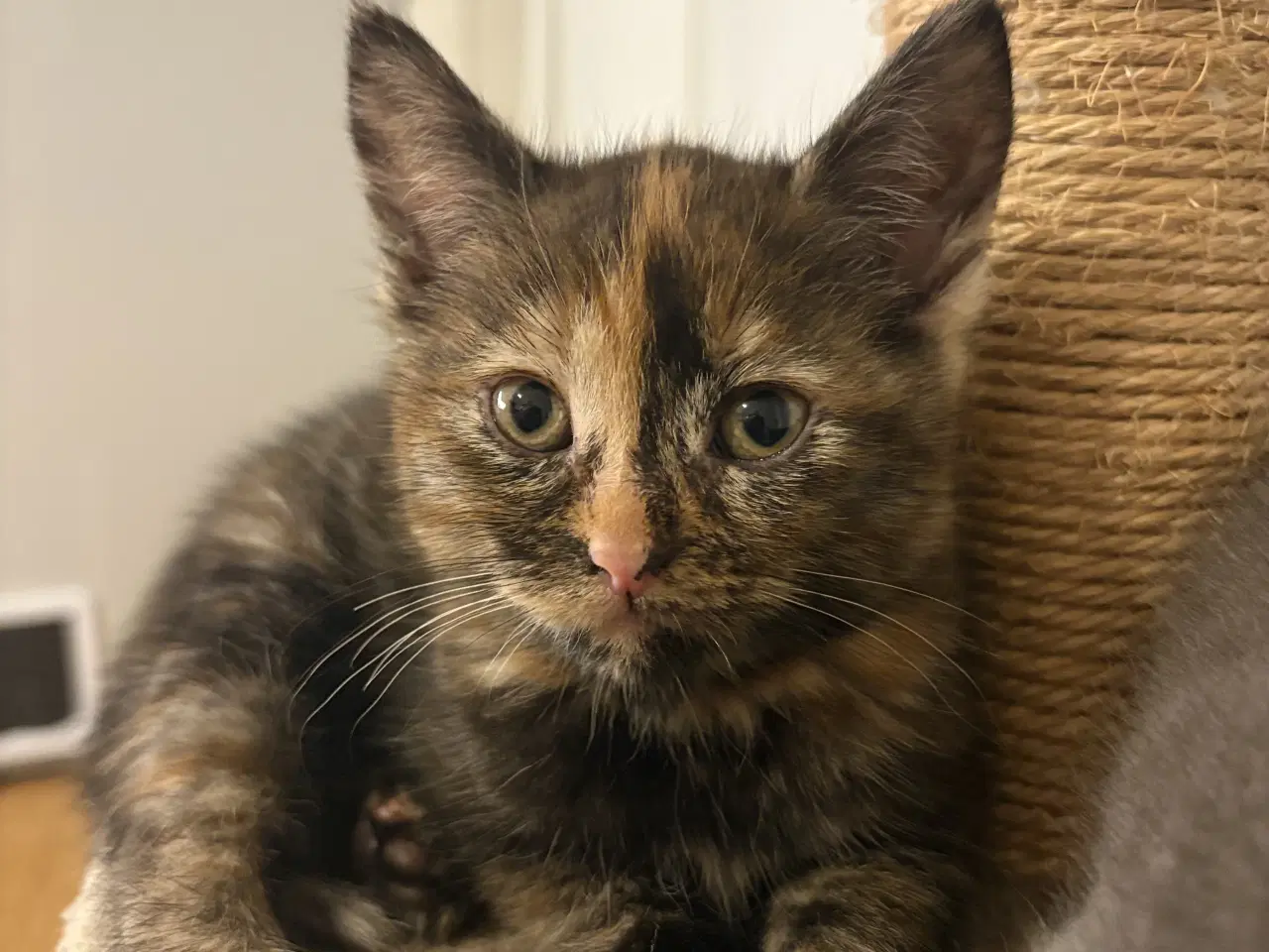 Billede 2 - To smukke hunkatte søger et kærligt hjem 