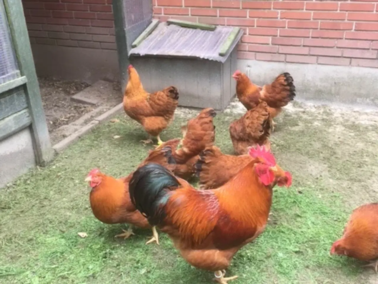 Billede 2 - New Hampshire kyllinger