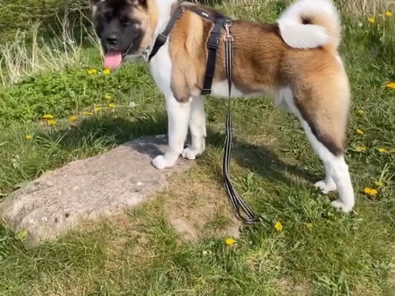 Billede 4 - Hvalpe mixed breed. American akita/ Sort schæfer 