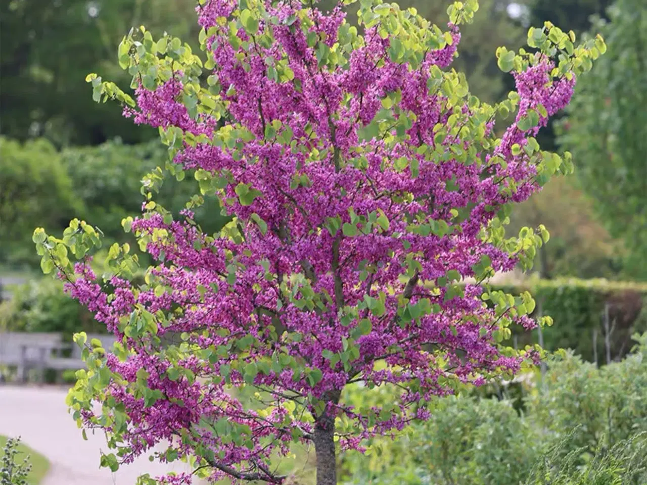 Billede 1 - Judas træ (hårdført