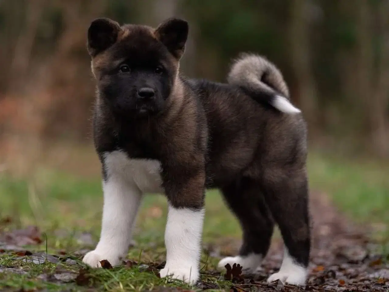 Billede 2 - American Akita hvalpe med DKK stambog