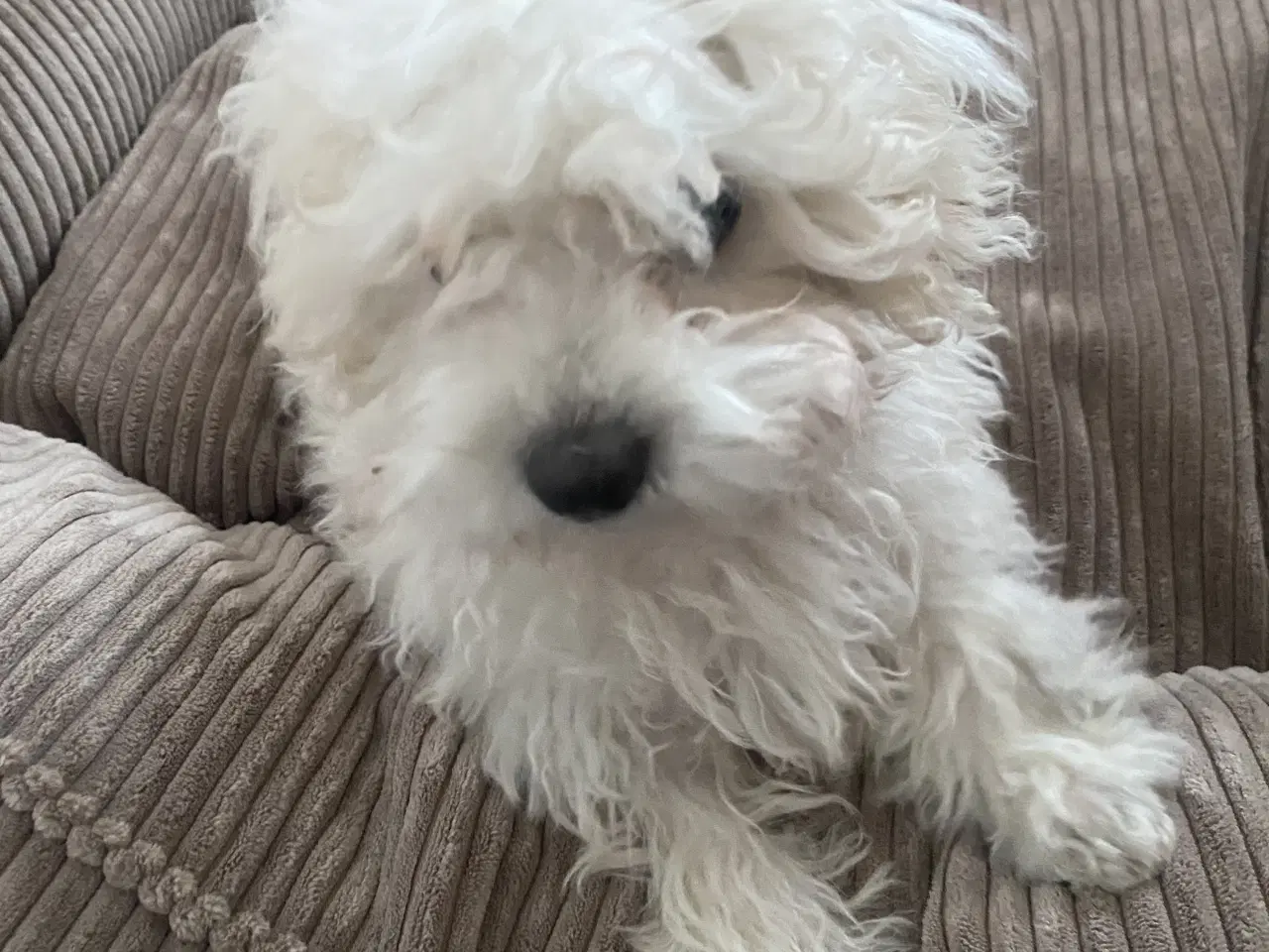 Billede 1 - Hvalpe sælges