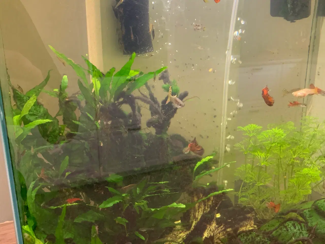 Billede 2 - Akvarie 40l. 