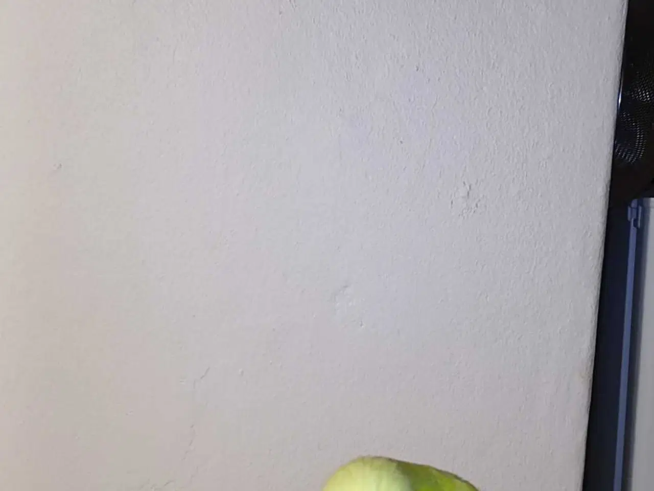 Billede 11 - Engelsk undulat han 