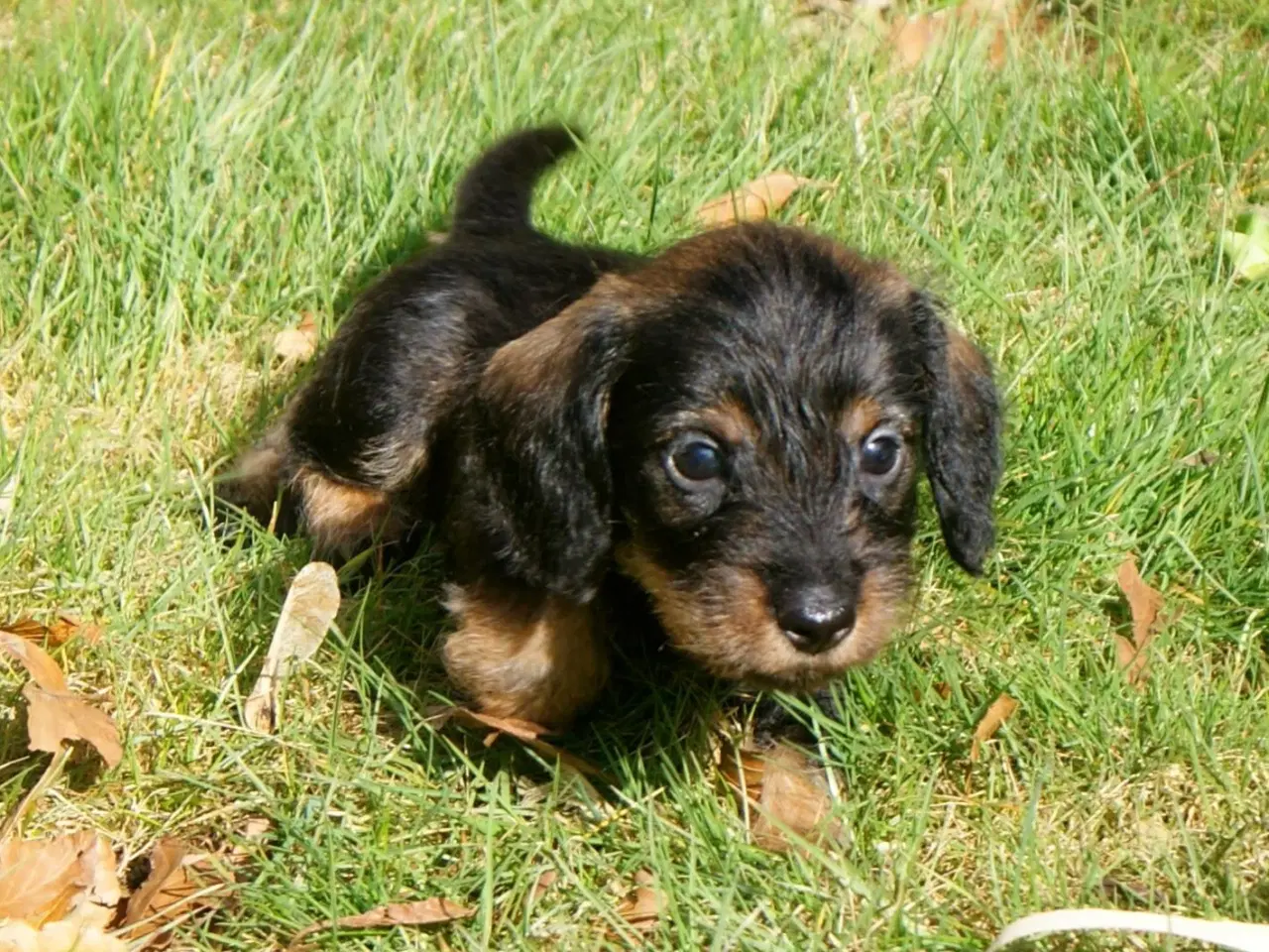 Billede 1 - Ruhåret dværg gravhunde hvalpe