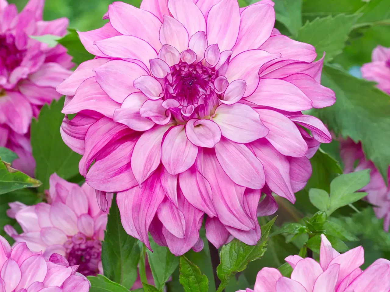 Billede 1 - Dahlia "Lizz Baijj" Decorative dahlia