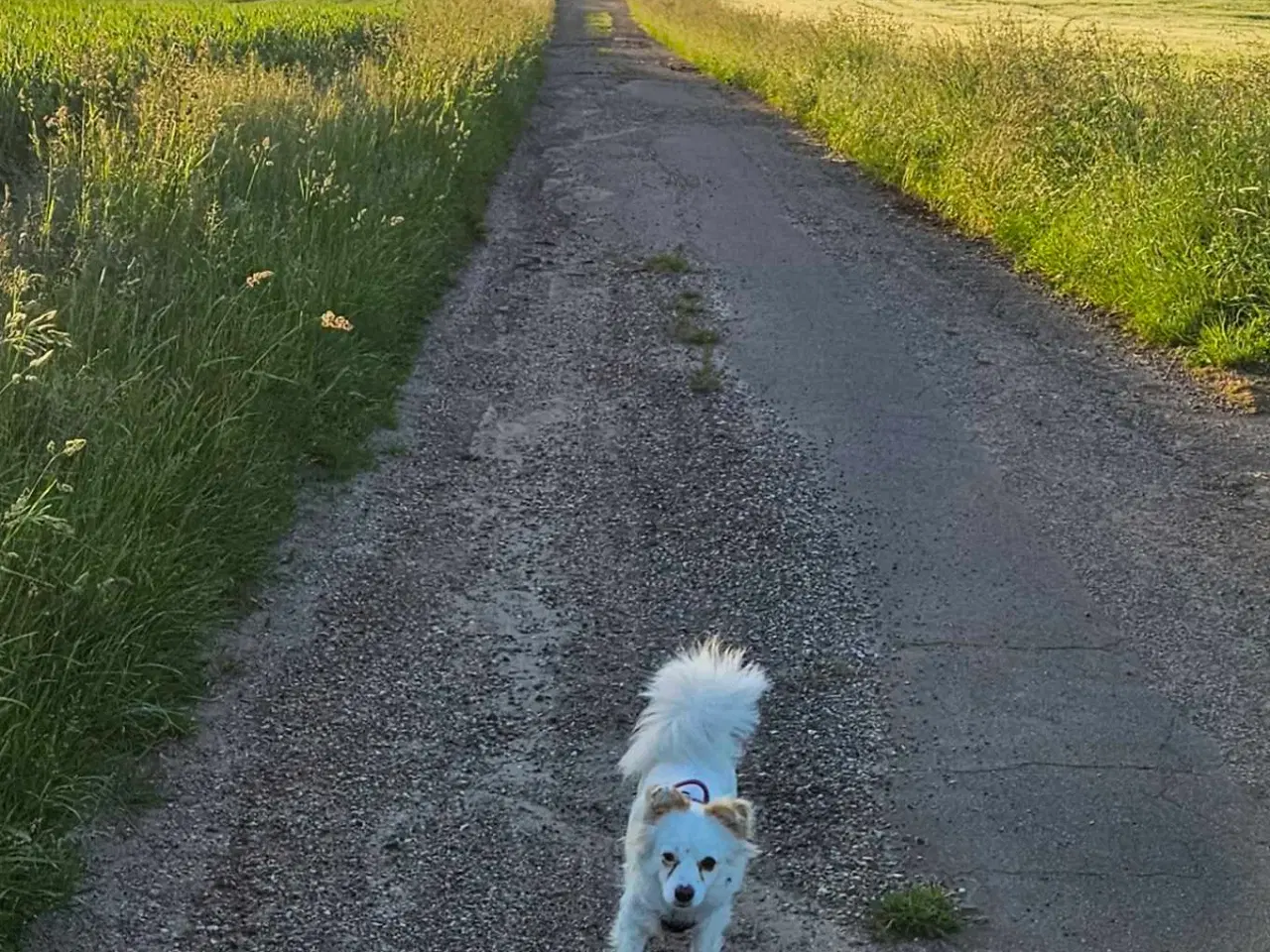 Billede 4 - Luna søger nyt hjem 