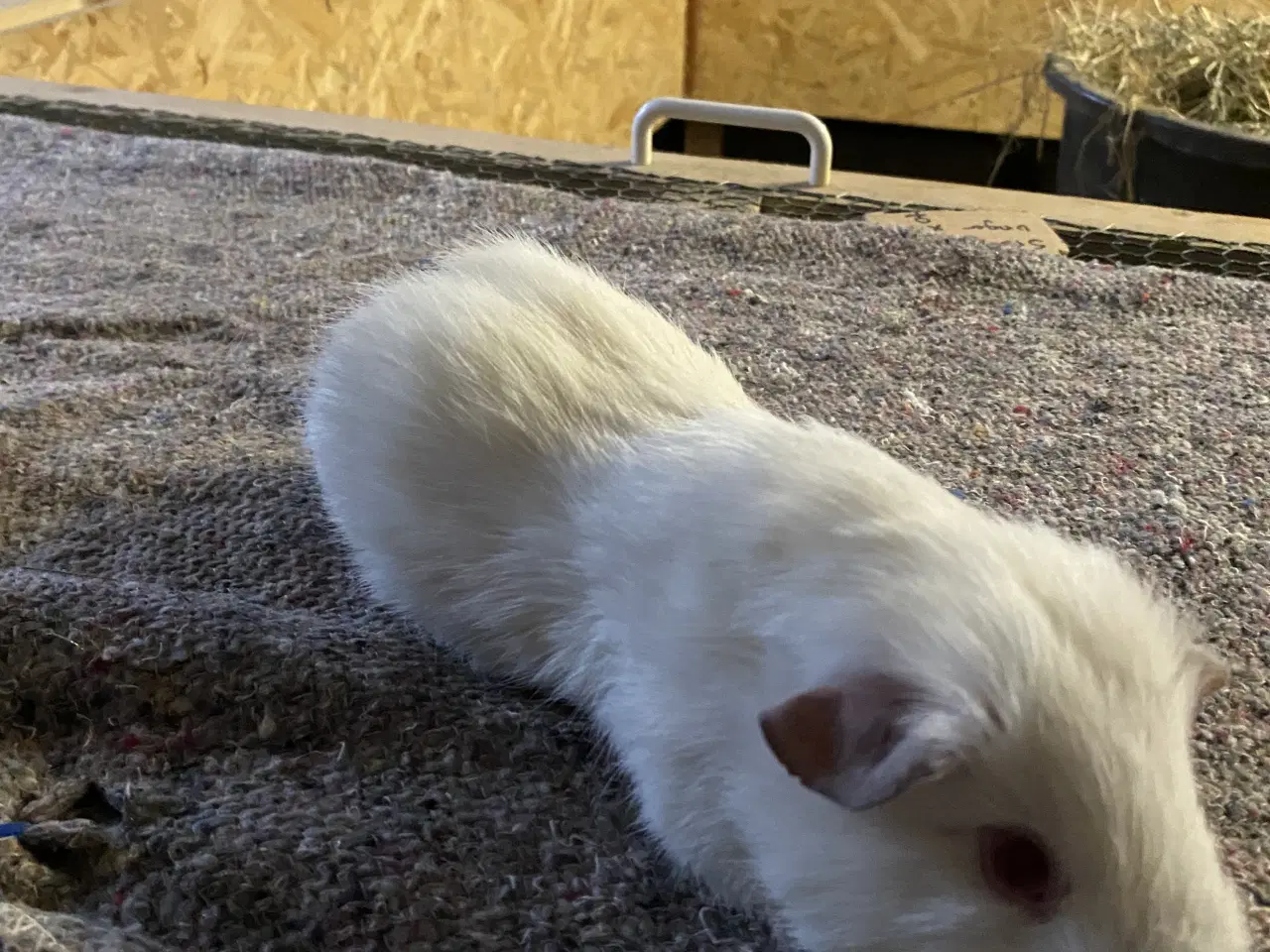 Billede 4 - 4 marsvine hanner sælges