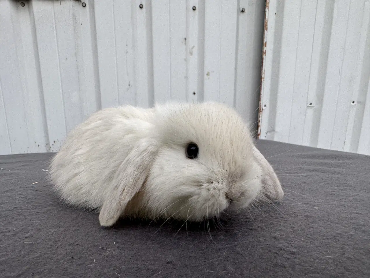 Billede 2 - Mini lop hunkanin