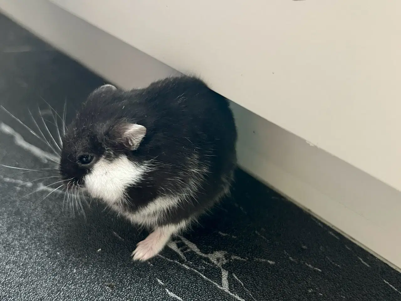 Billede 1 - Hamster unger 