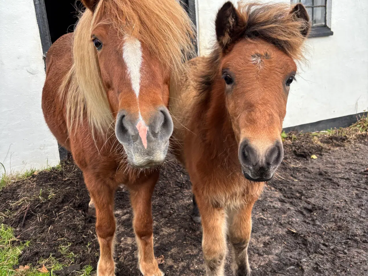 Billede 2 - Smuk 5-gænger med et virkelig godt sind