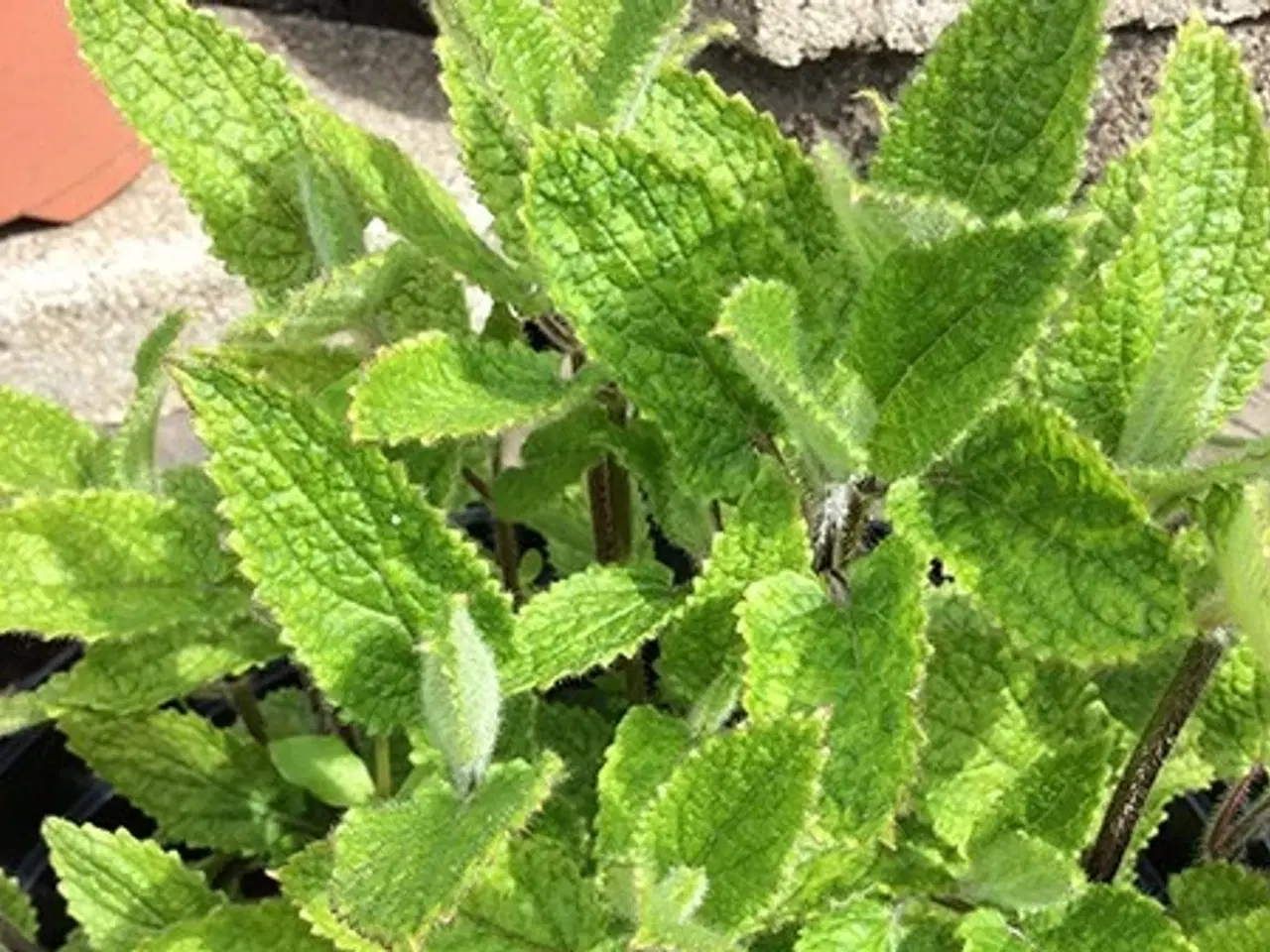 Billede 3 - Knoldgaltetand også kaldt kinaskok