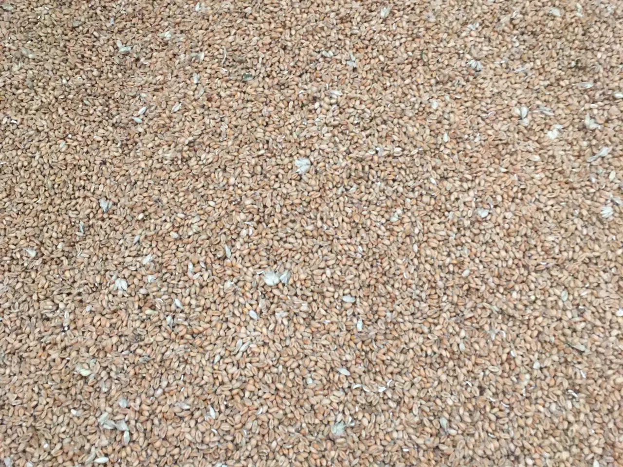 Billede 1 - Foder -  korn