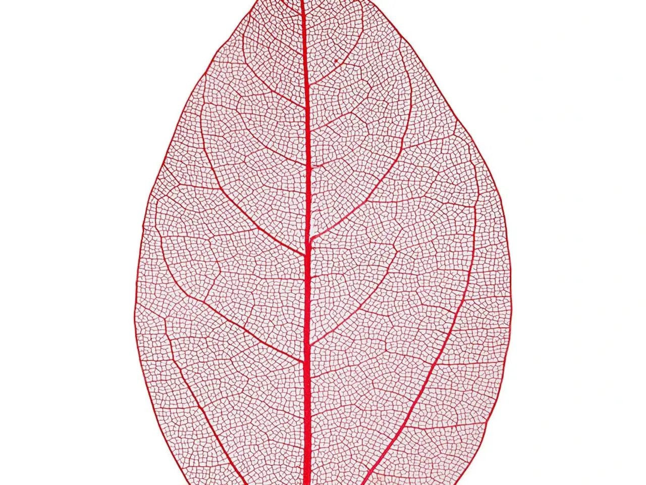 Billede 1 - Røde Skeletblade 6-8 cm - 20 stk. til Dekoration