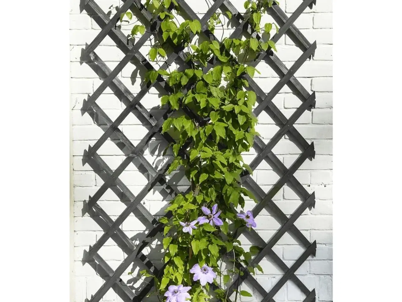 Billede 1 - Nature espalier 50x150 cm træ antracitgrå