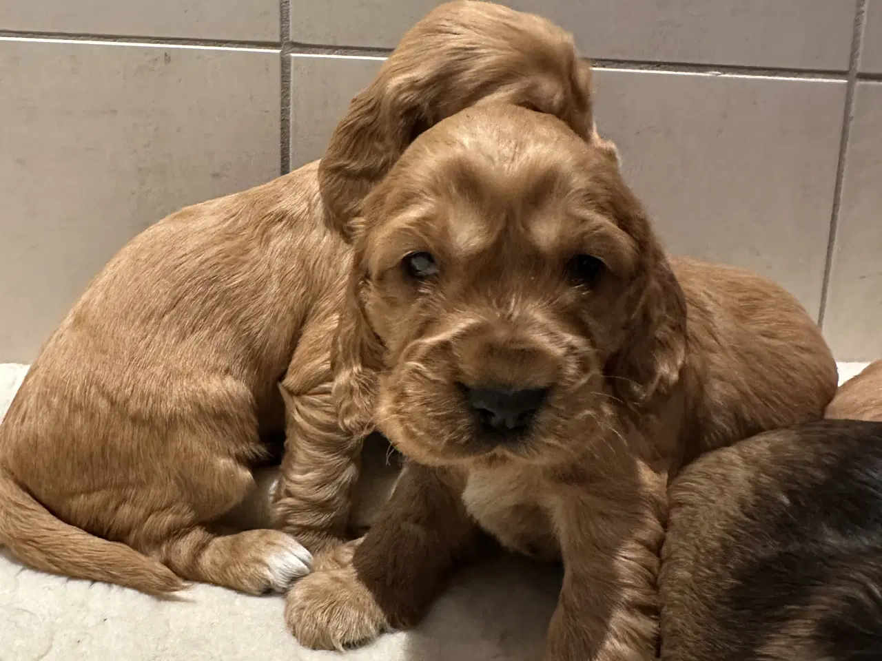 Billede 1 - Cocker spaniel 