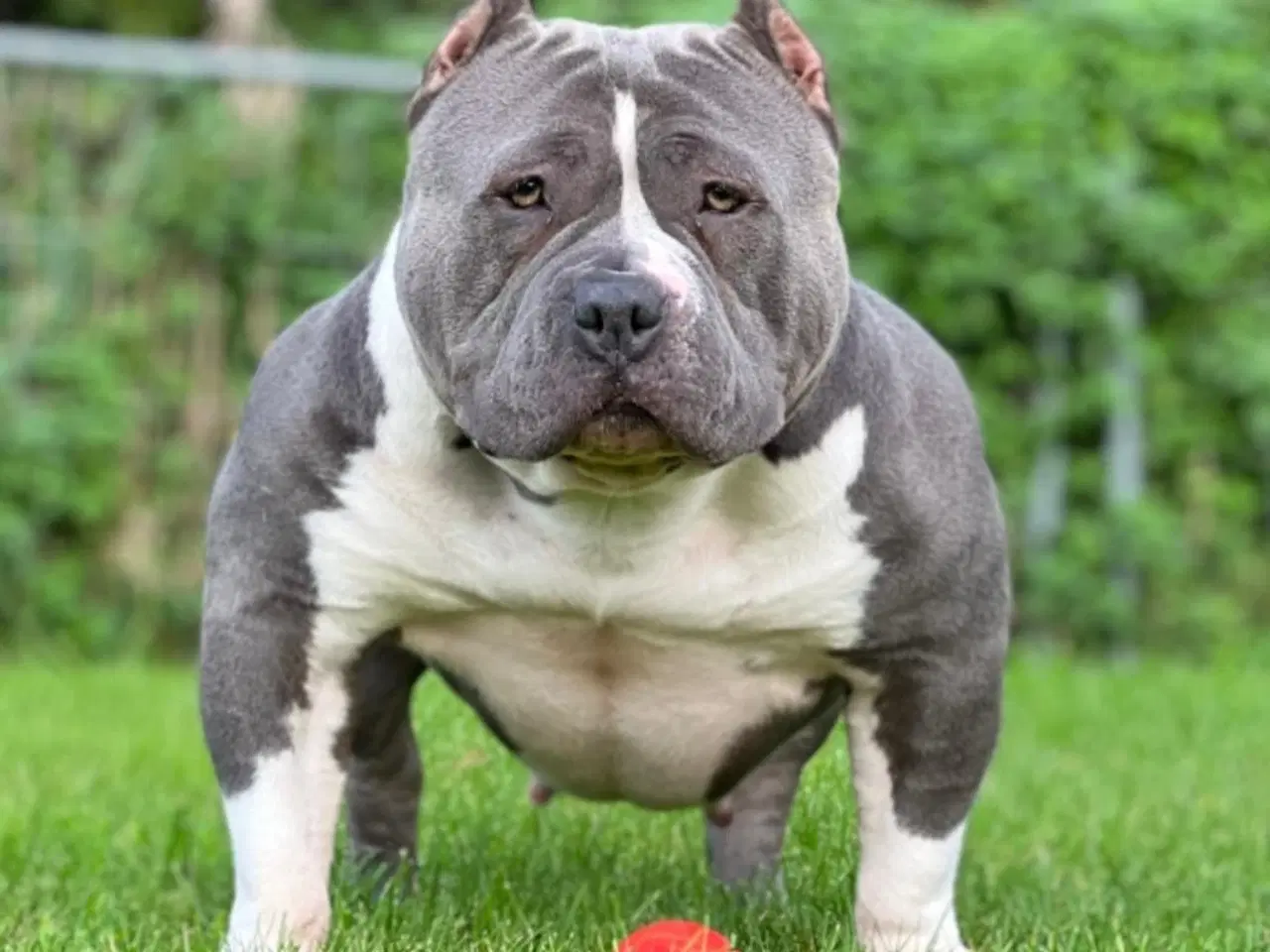 Billede 4 - American Bully pocket Strong Dreng ABKC
