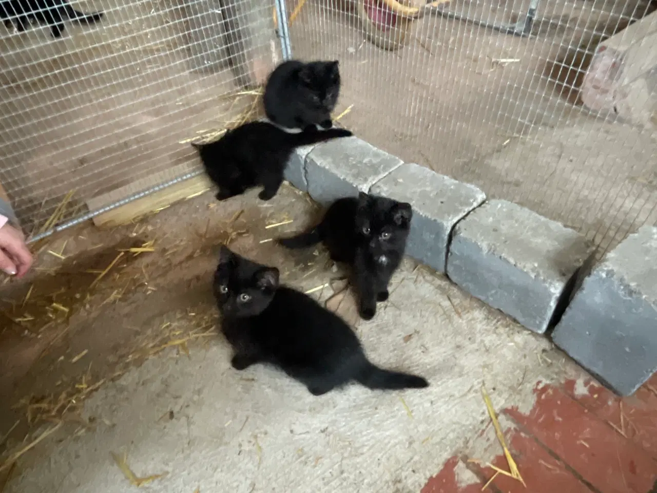 Billede 1 - Killinger gives væk til kærligt hjem