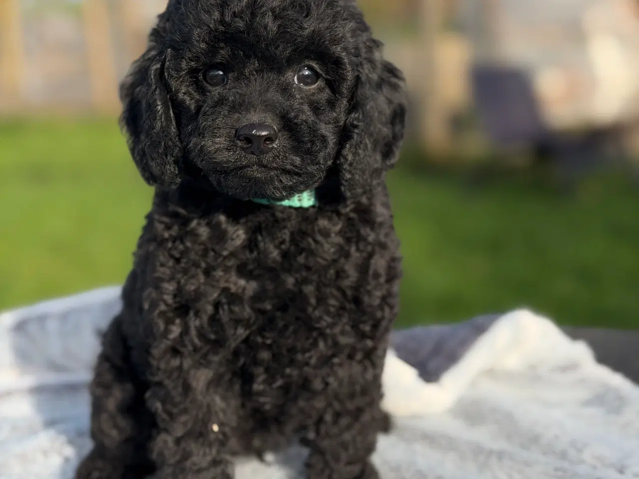 Billede 6 - Mellem Puddel