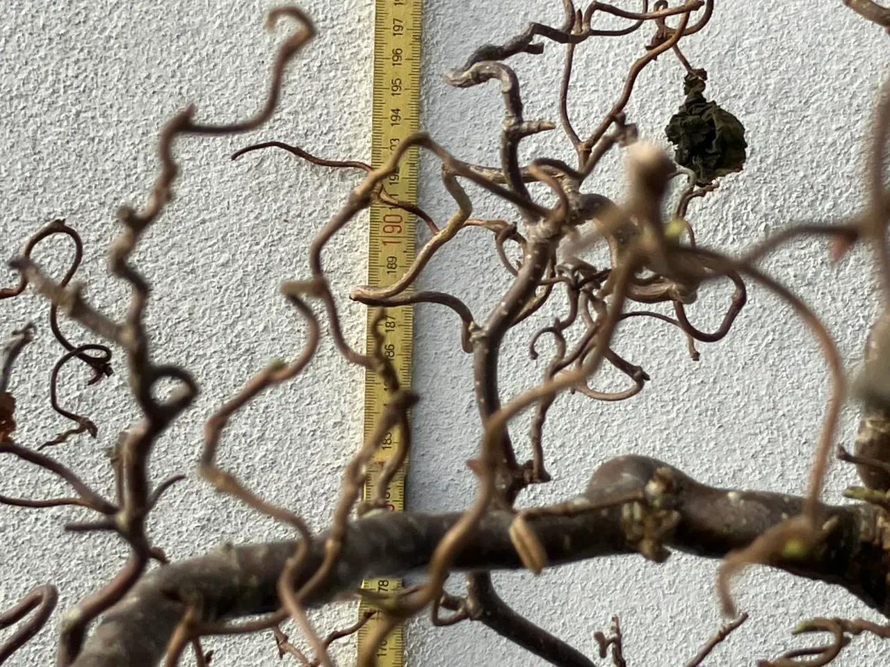 Billede 5 - Grene fra små større størst