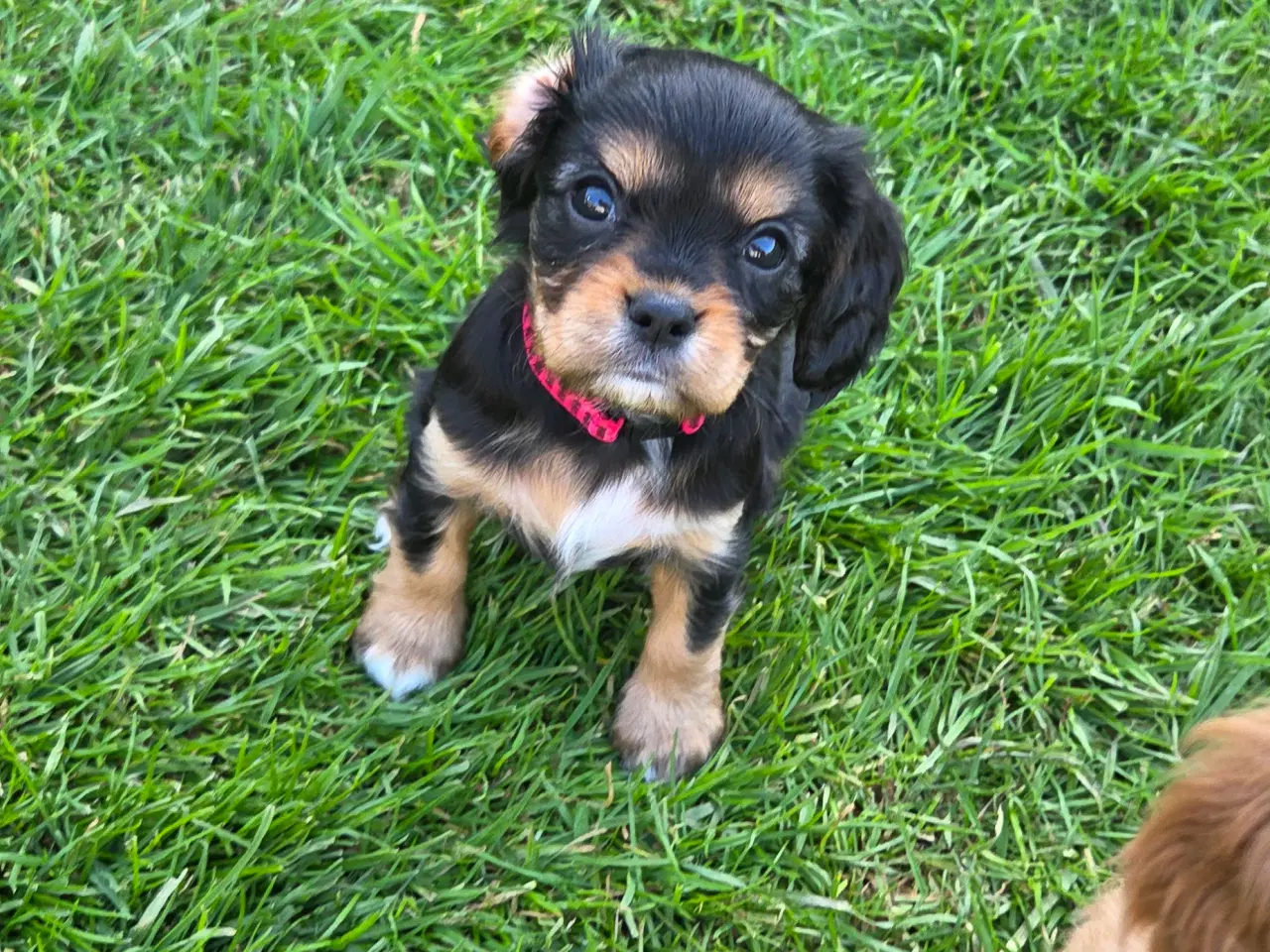 Billede 7 - Cavalier king charles hvalpe sælges🩵🩷