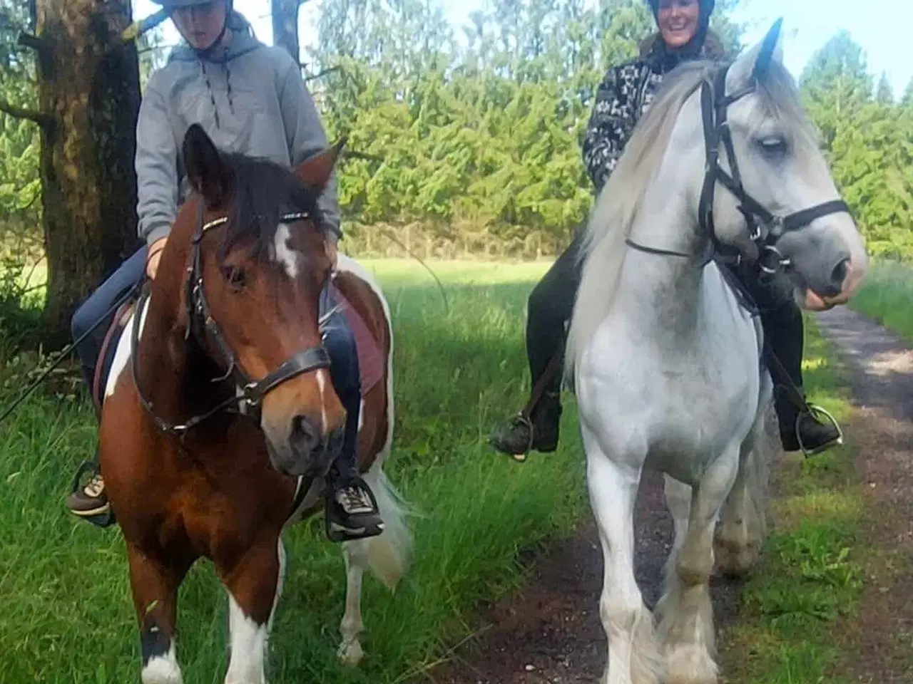 Billede 5 - Irish Cob hoppe 165cm