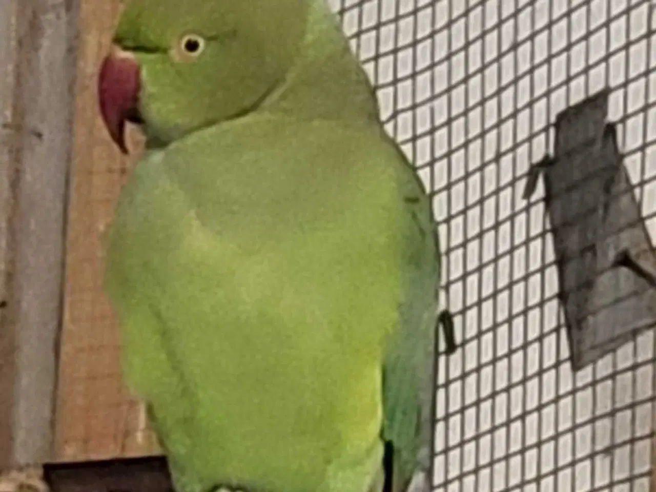 Billede 1 - Grøn Alexander parakit 