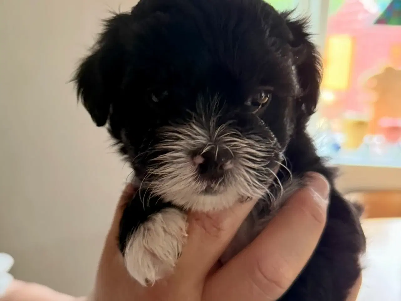 Billede 5 - Ægte bichon  havanais.