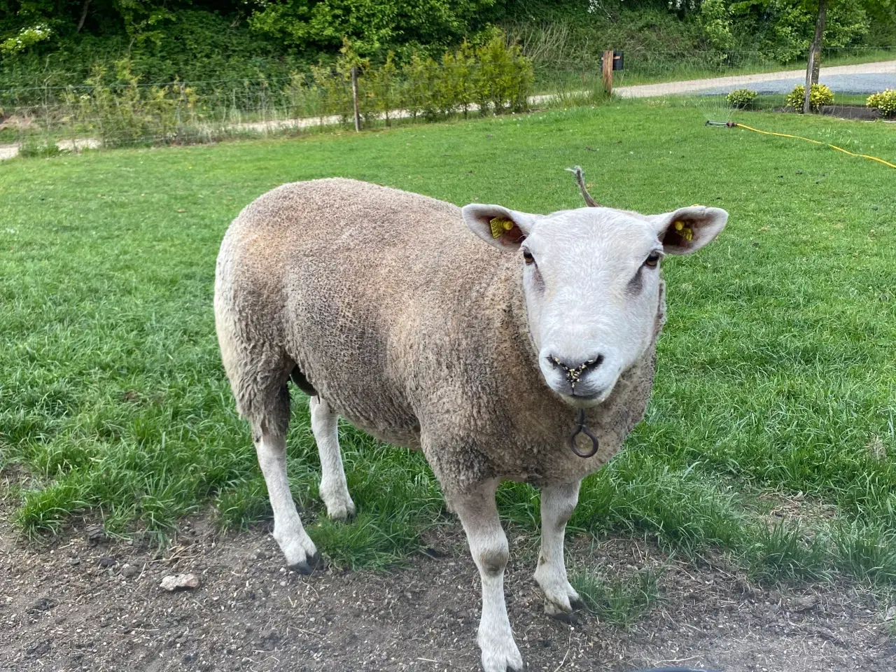 Billede 6 - Texel