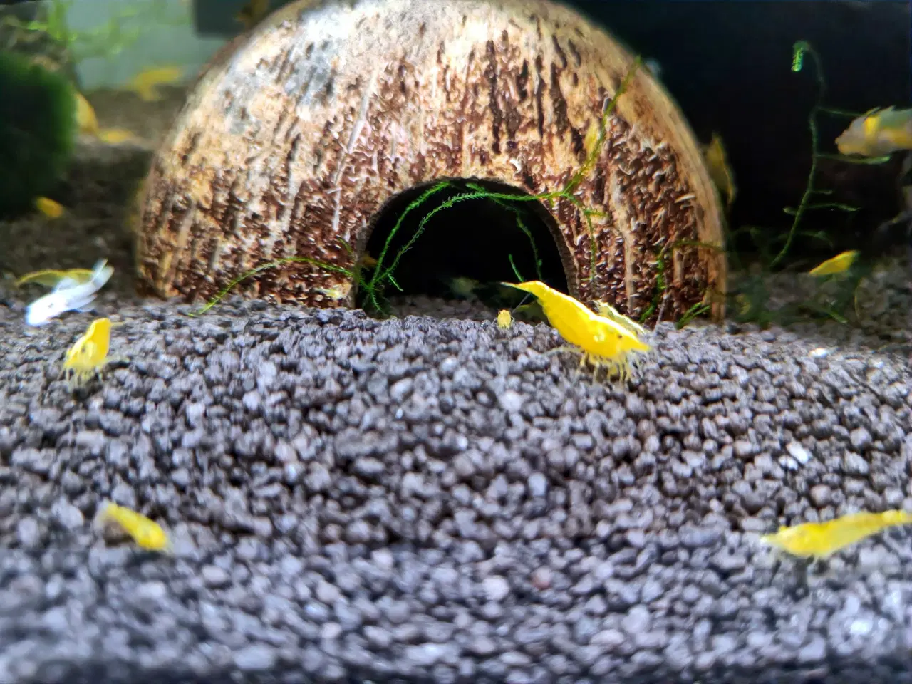 Billede 6 - Gule Neocaridina – Yellow Fire Neon Backstripe