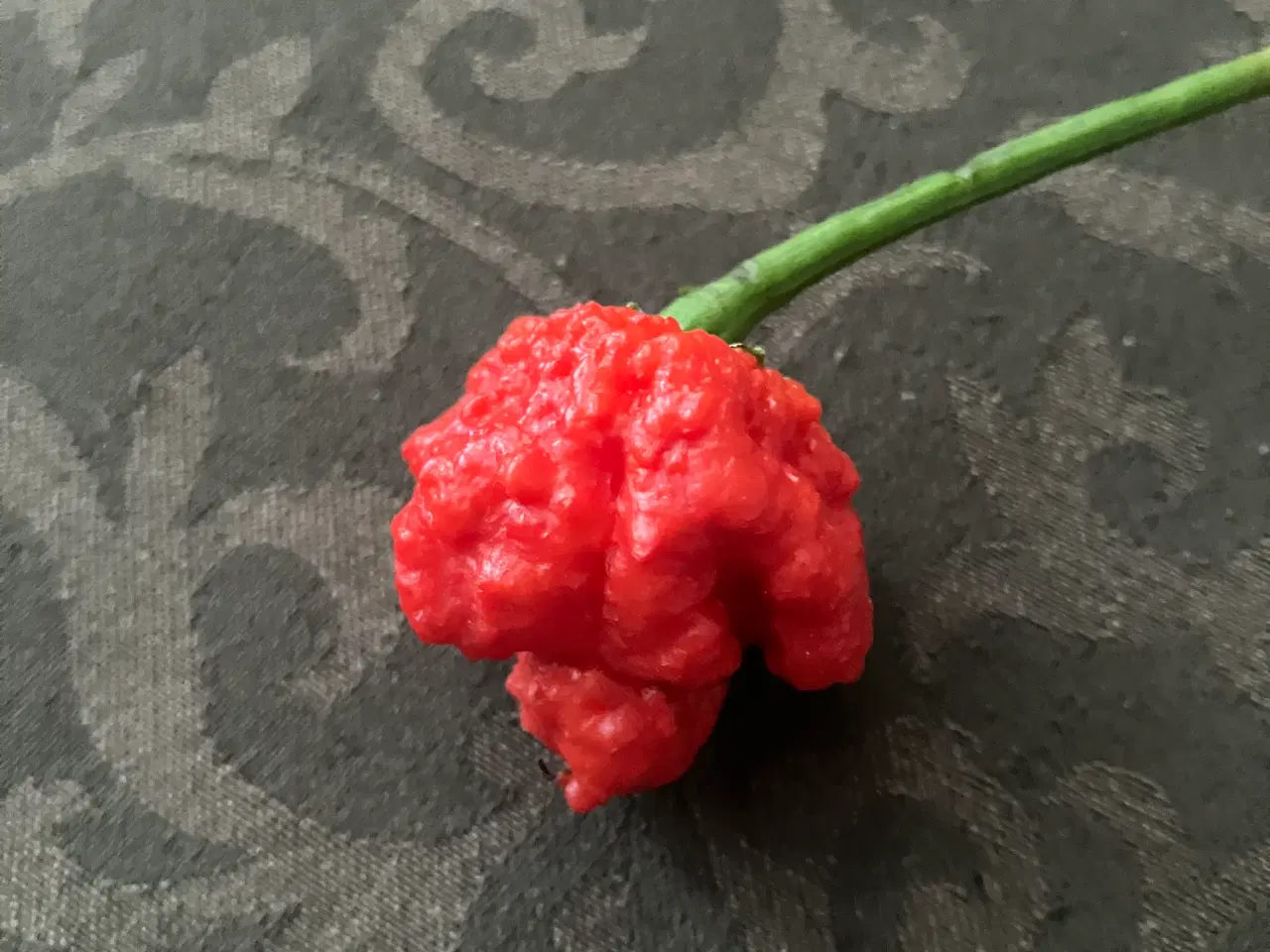 Billede 3 - chili frø -se tekstfelt