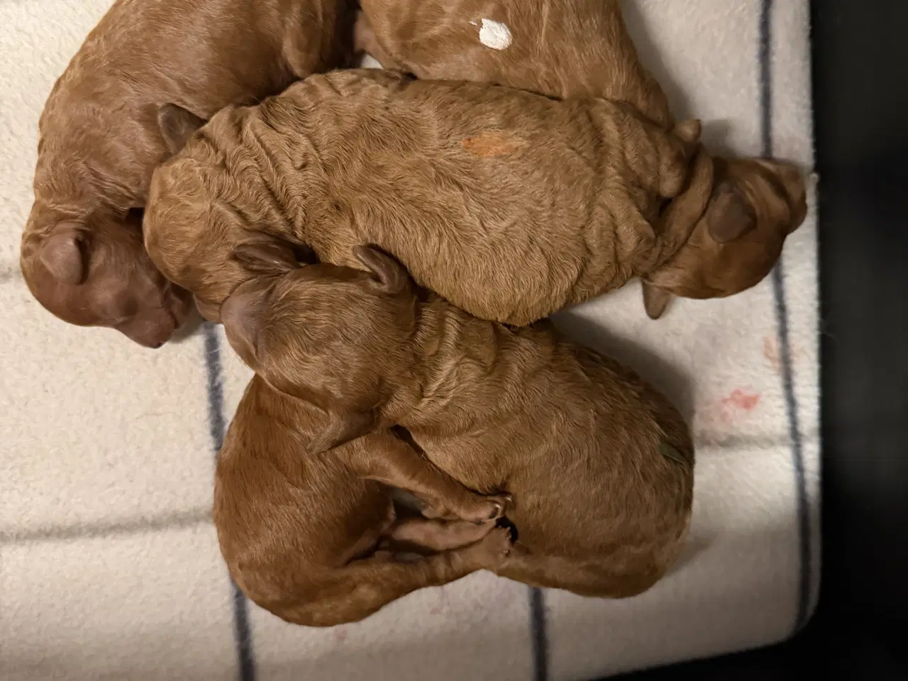 Billede 5 - 🐾maltipoo miniature 🩷februar 💙marts 🐾