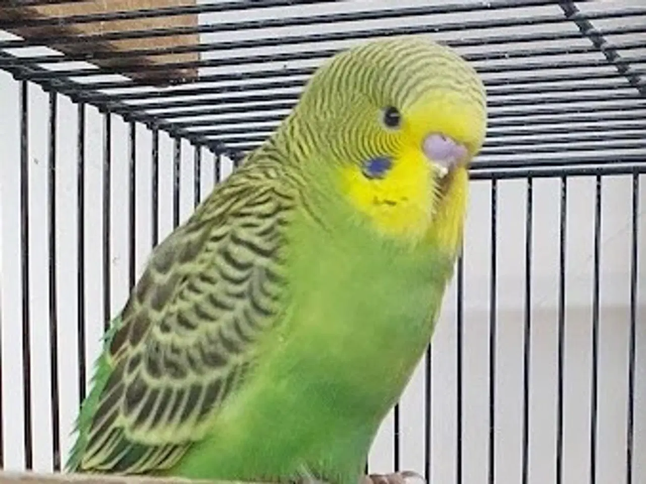 Billede 6 - Undulatunger 