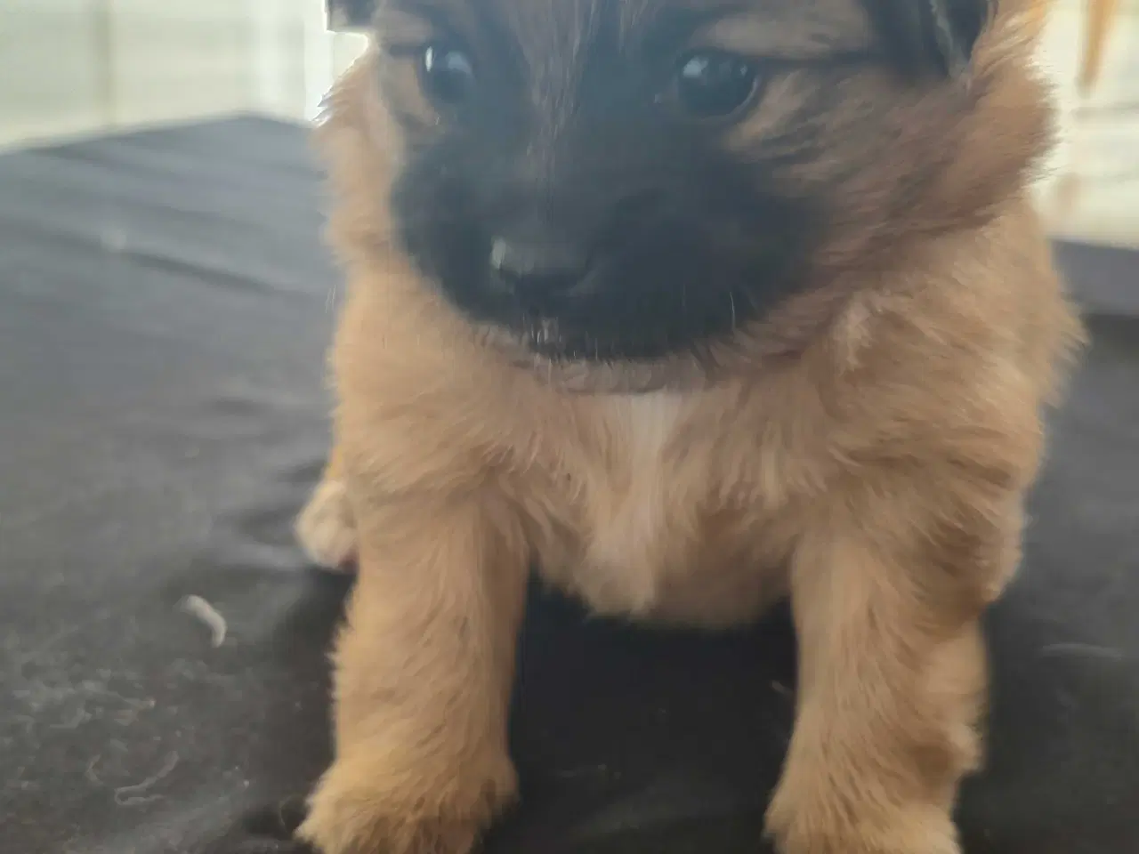 Billede 4 - Pomeranian/Chihuahua