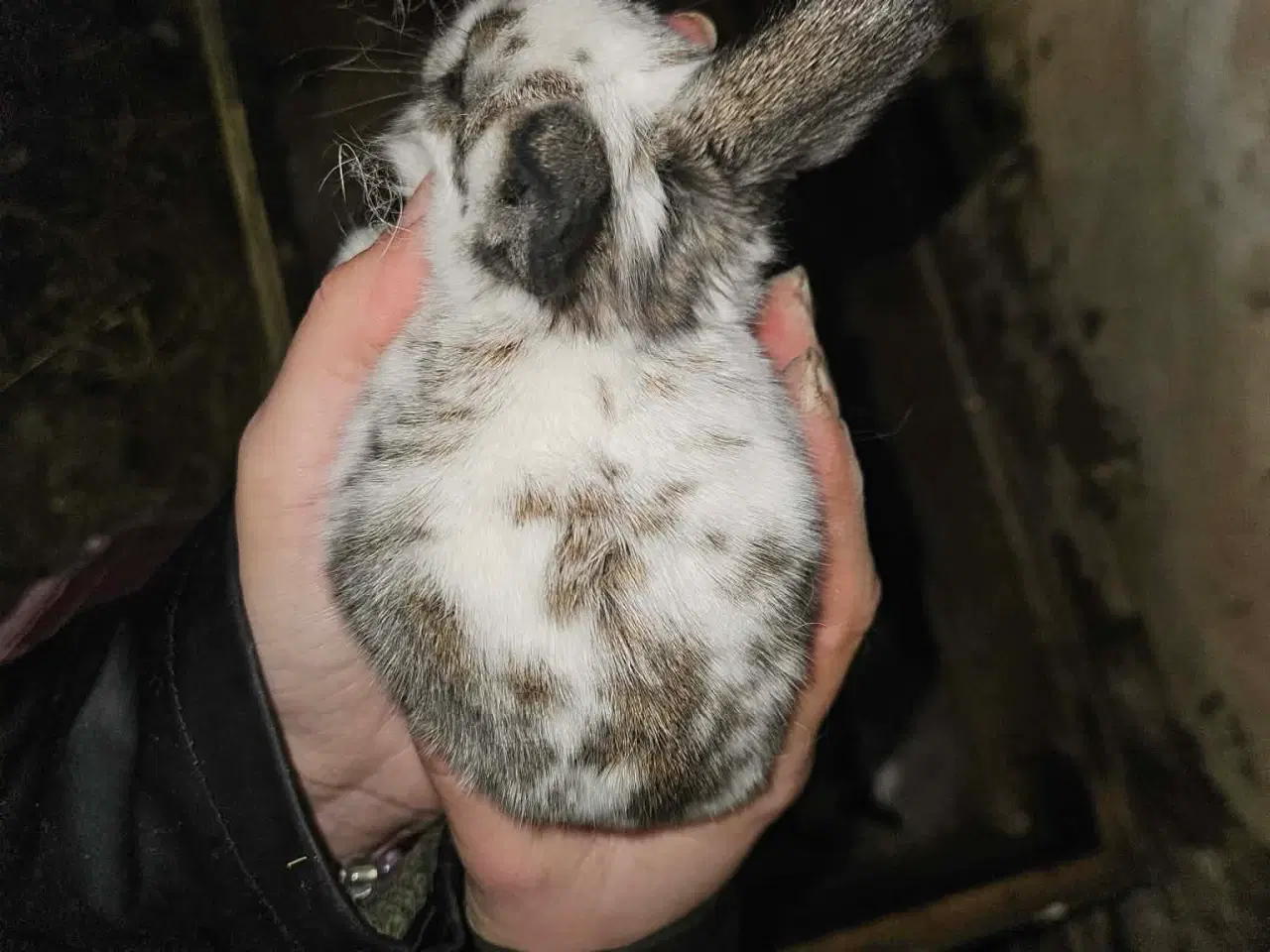 Billede 2 - Fine Hvidland/california unger