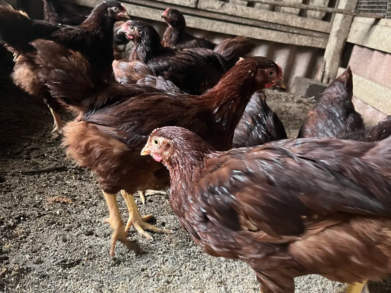 Billede 3 - Kyllinger, Rhode Island Red