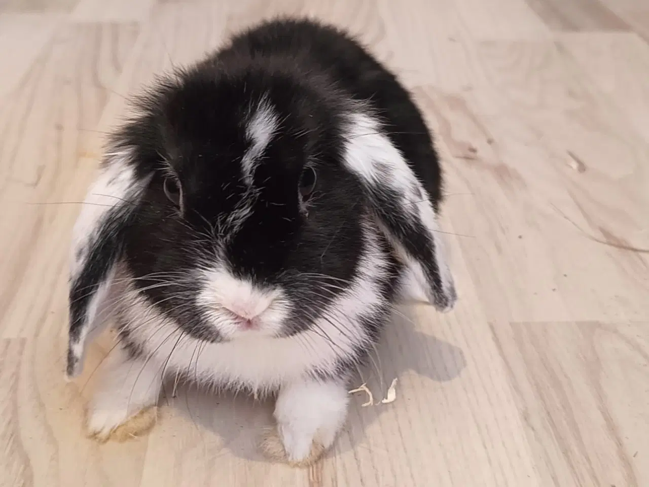 Billede 1 - Sød lille mini lop / dværgvædder kanin🐇🐰