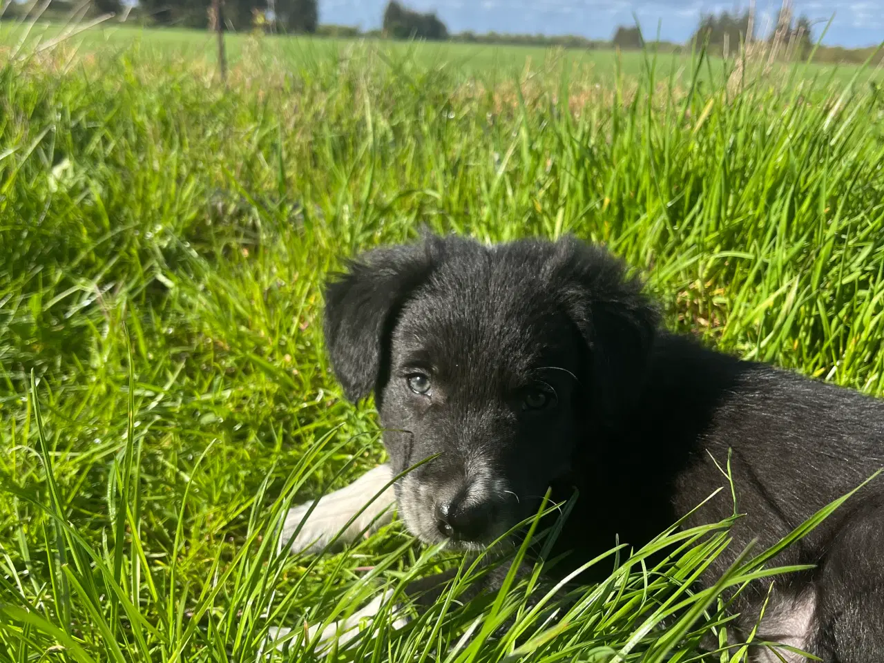 Billede 3 - Border Collie hvalp